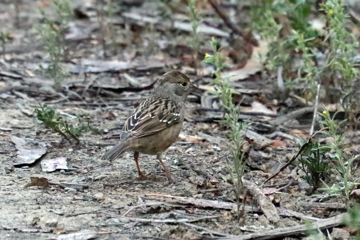Bruant à couronne dorée - ML643079505