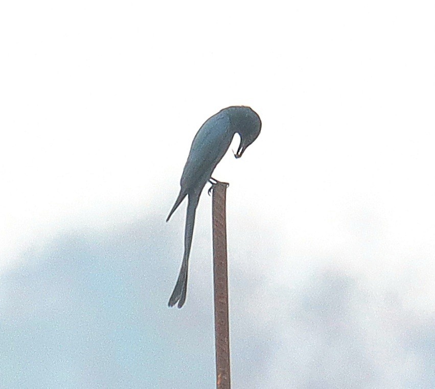 askedrongo - ML643079530
