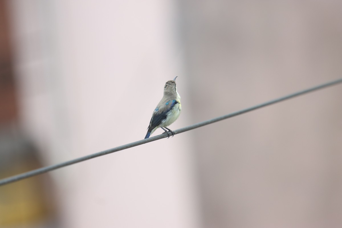 Purple Sunbird - ML643079547