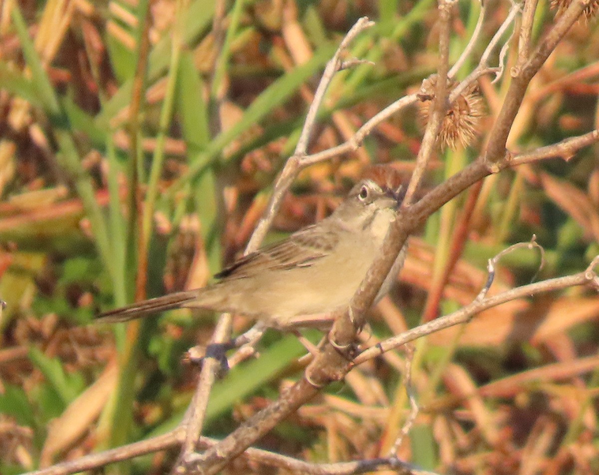 Rufous-crowned Sparrow - ML643079548