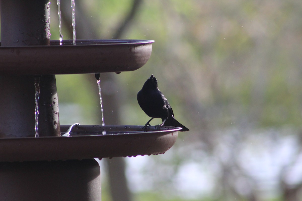 Shiny Cowbird - ML643079552