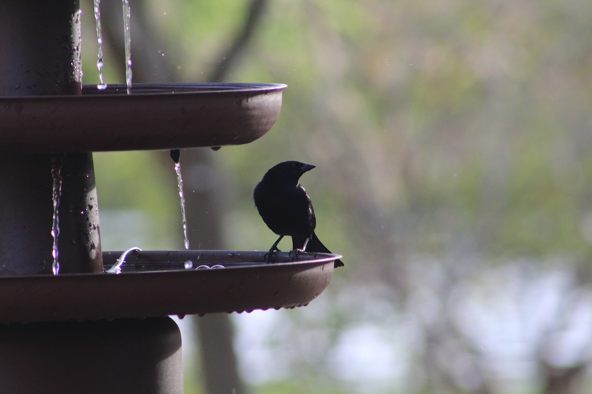 Shiny Cowbird - ML643079553