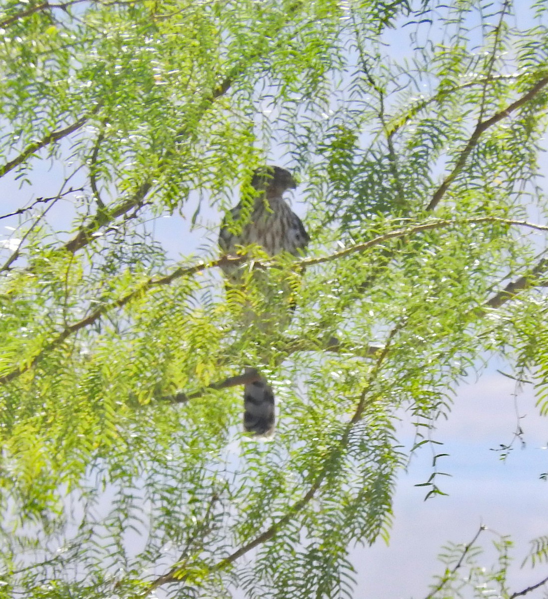 Cooper's Hawk - ML643079576