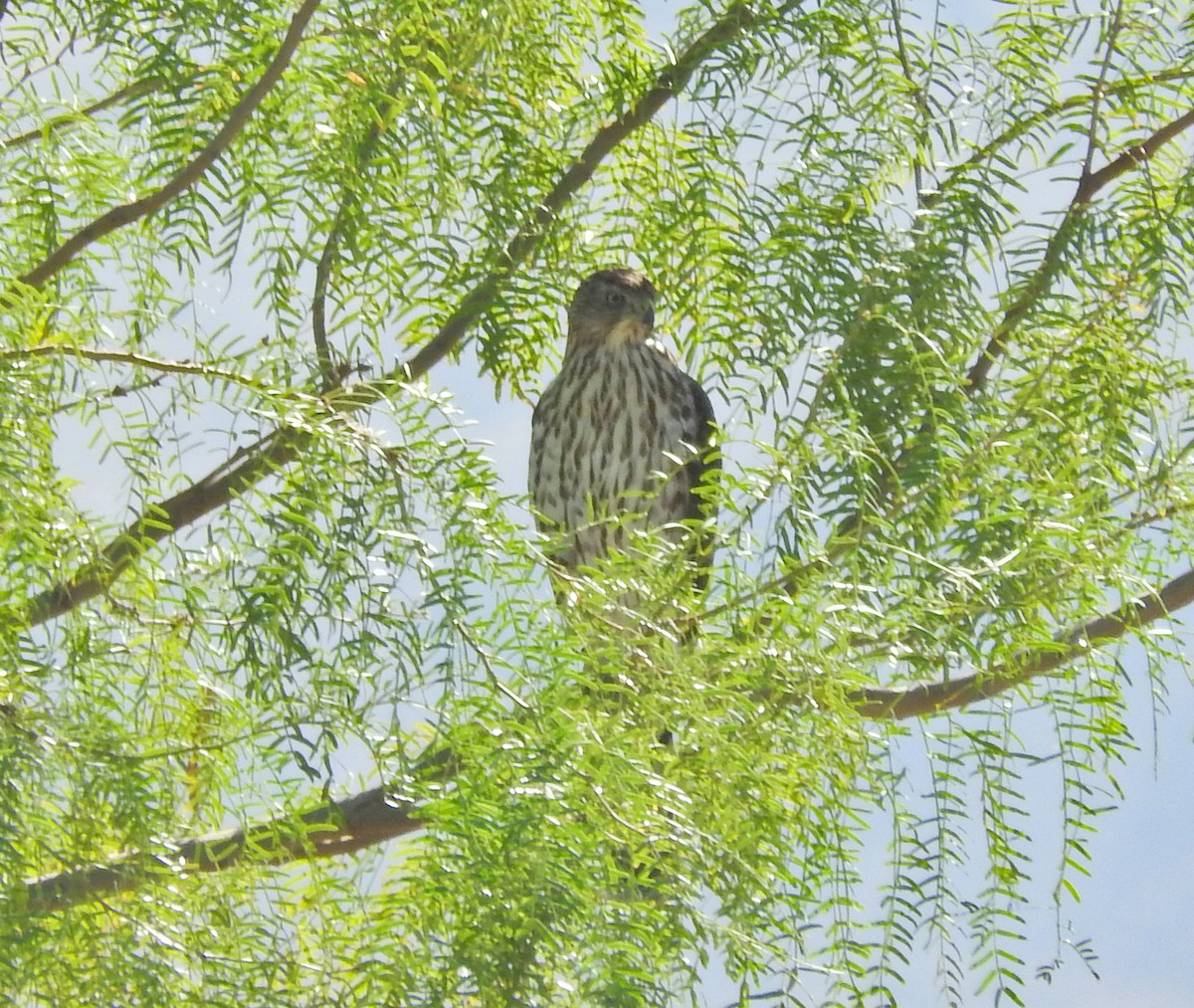 Cooper's Hawk - ML643079577