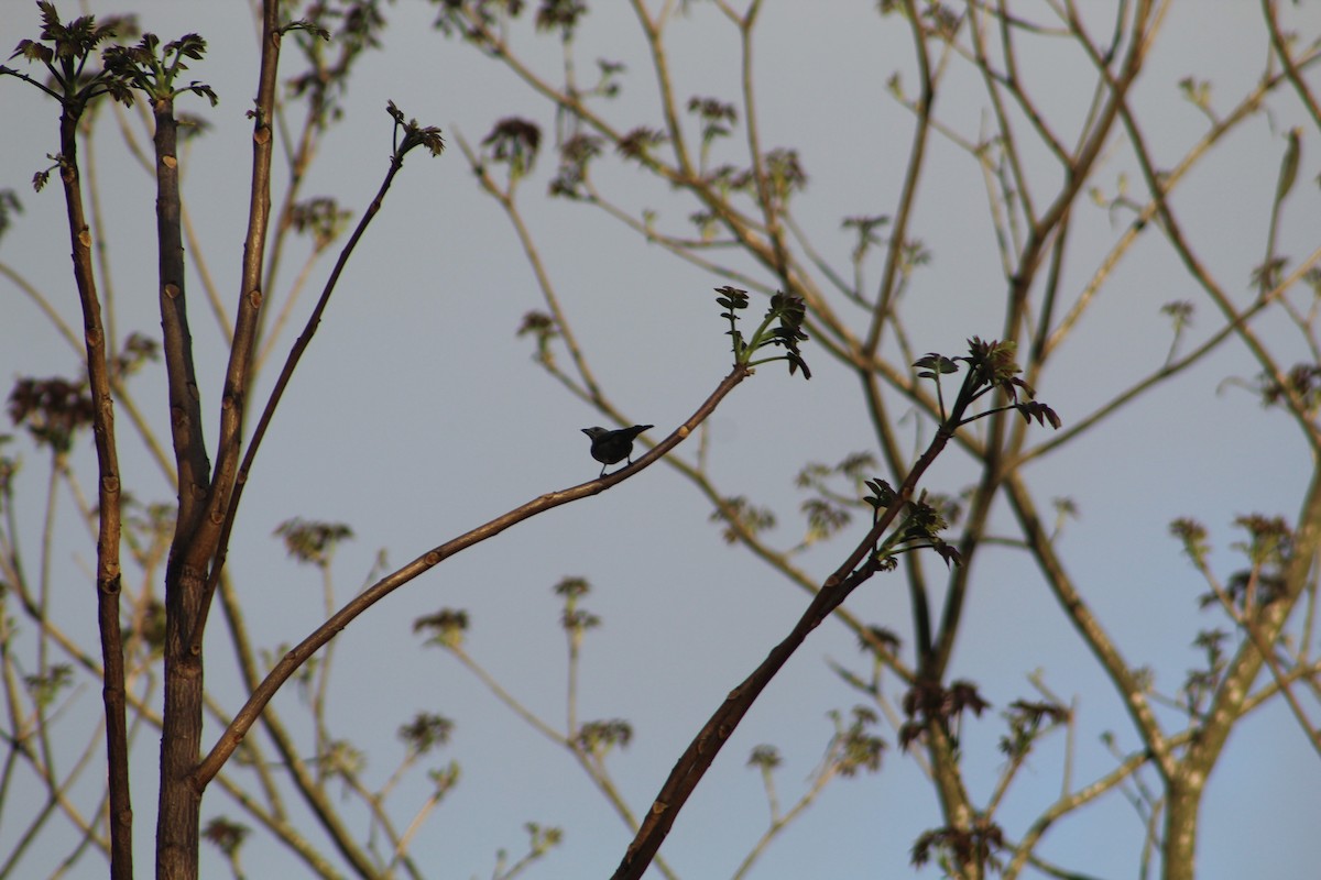 Palm Tanager - ML643079589