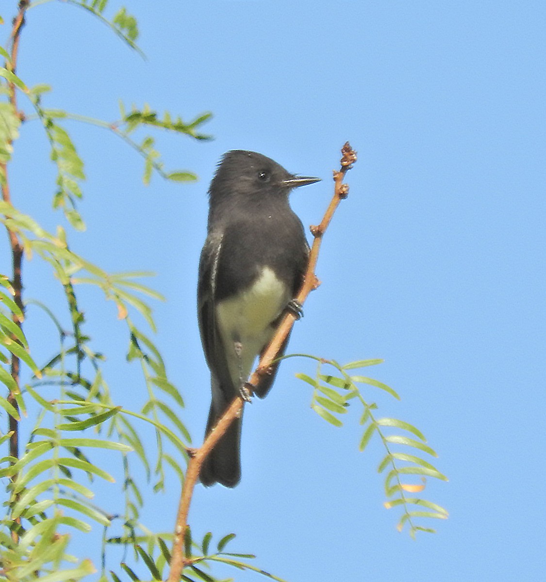 Black Phoebe - ML643079636