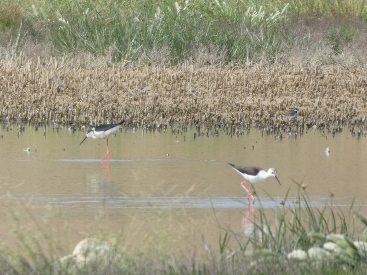 Black-winged Stilt - ML643079651