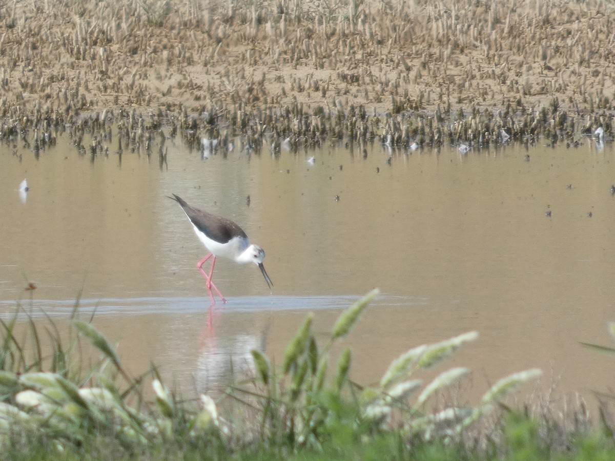 Black-winged Stilt - ML643079666