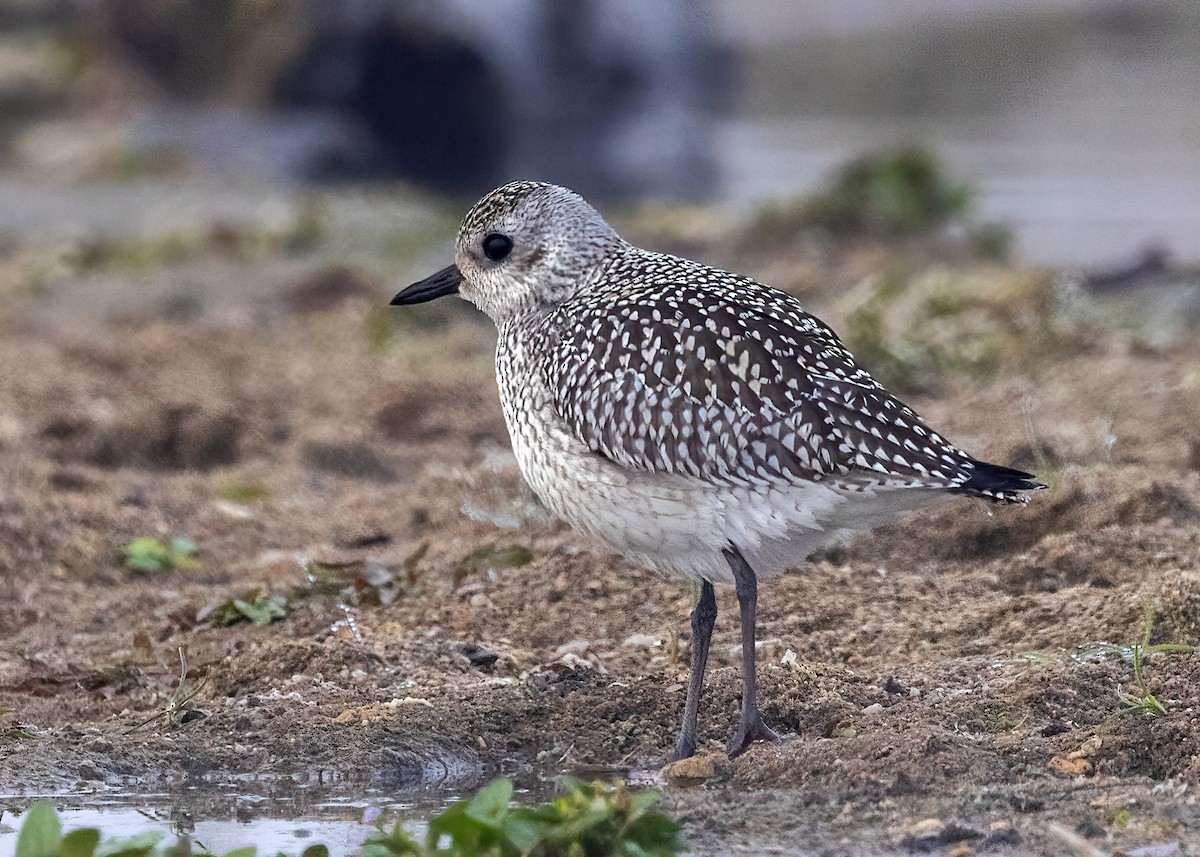 Black-bellied Plover - ML643079667