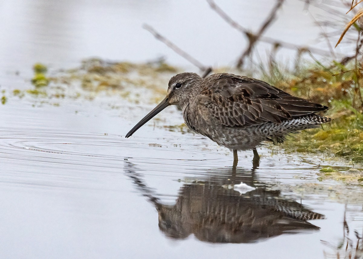 Long-billed Dowitcher - ML643079676