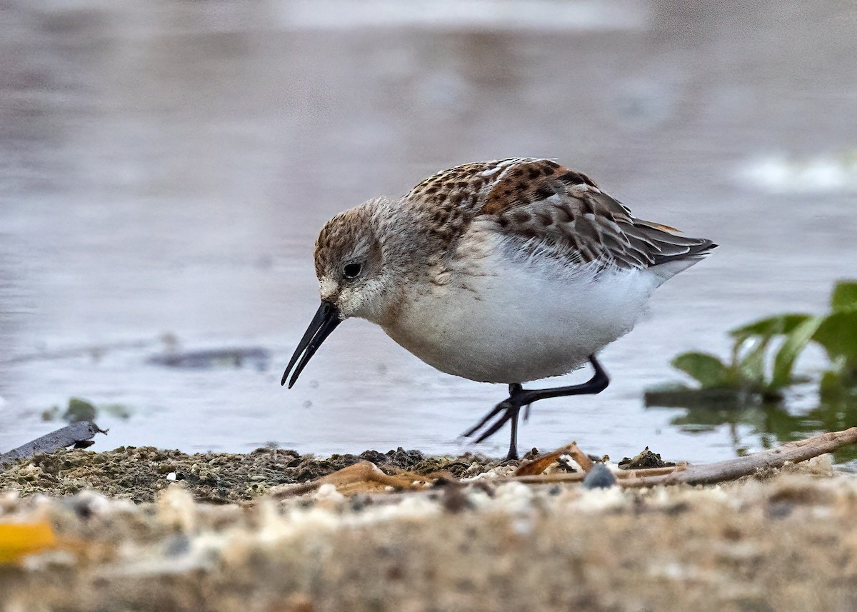 Western Sandpiper - ML643079680