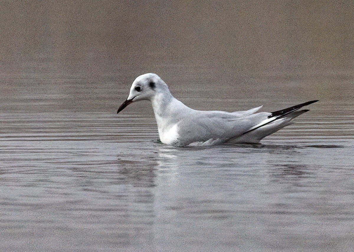 Bonaparte's Gull - ML643079706