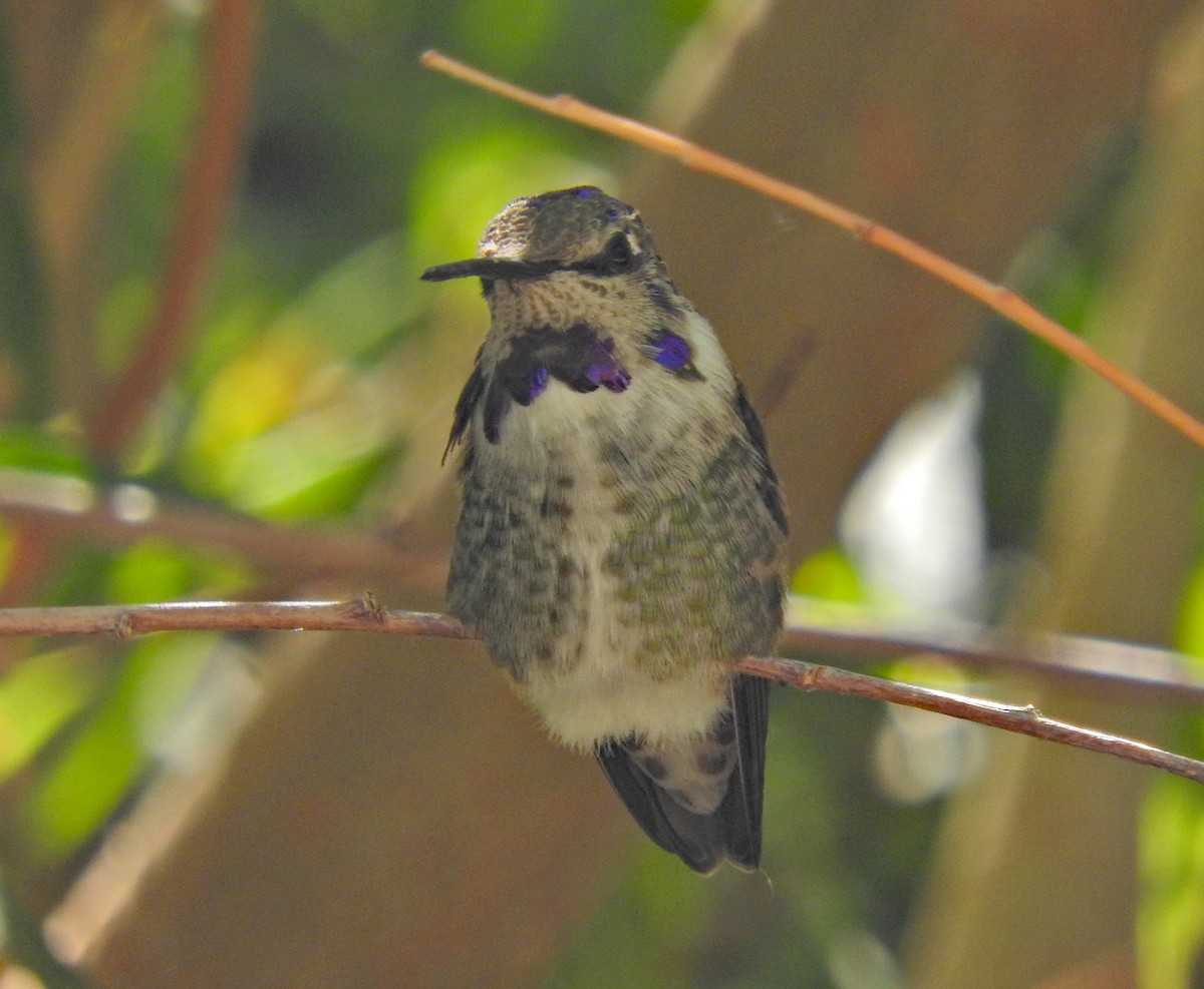 Costa's Hummingbird - ML643079712