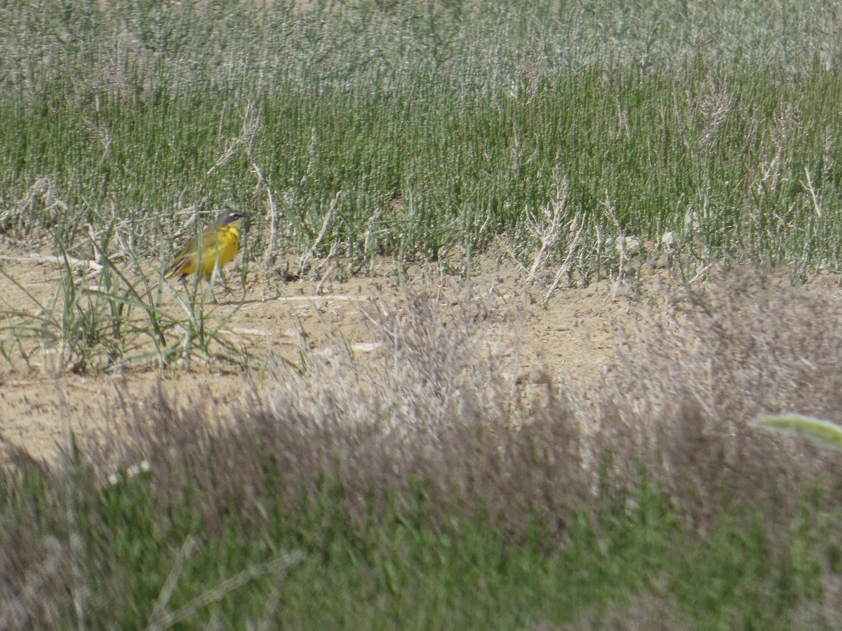 Western Yellow Wagtail - ML643079723