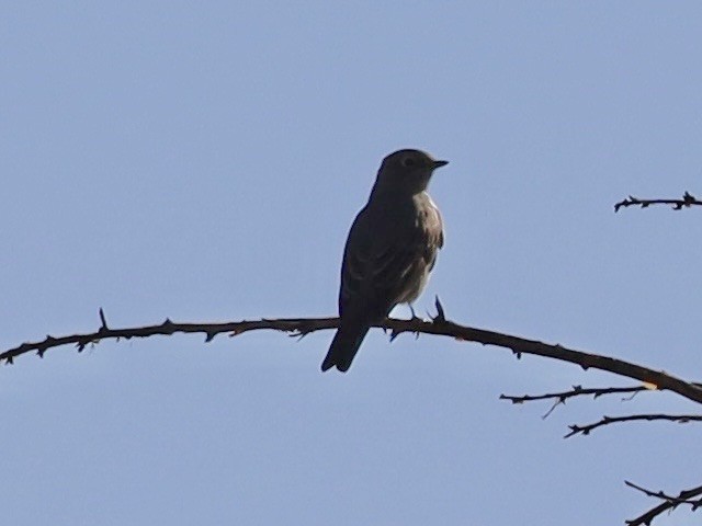 Townsend's Solitaire - ML643079732