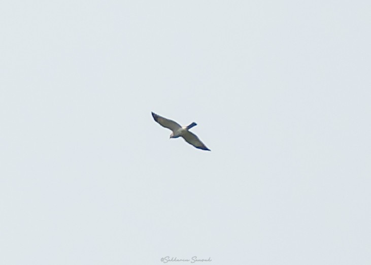 Chinese Sparrowhawk - ML643079734
