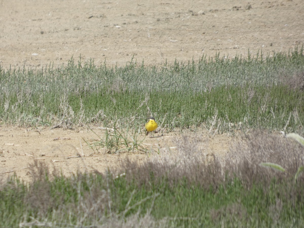 Western Yellow Wagtail - ML643079736