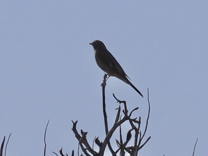 Townsend's Solitaire - ML643079738
