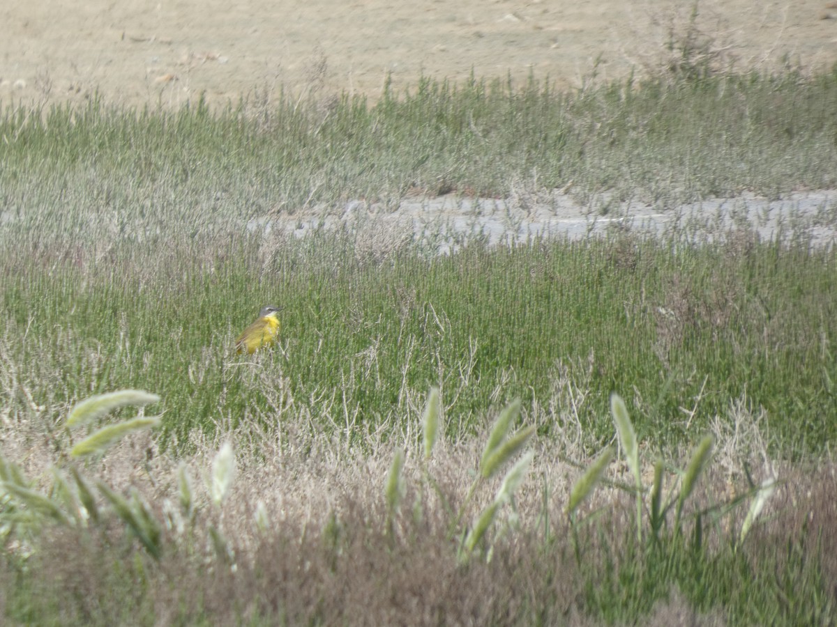 Western Yellow Wagtail - ML643079740