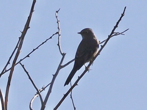 Townsend's Solitaire - ML643079745