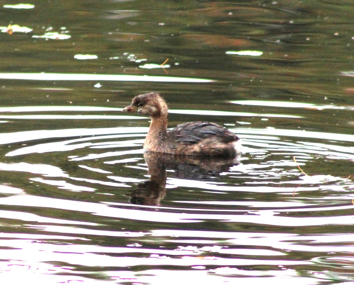 Pied-billed Grebe - ML643079751