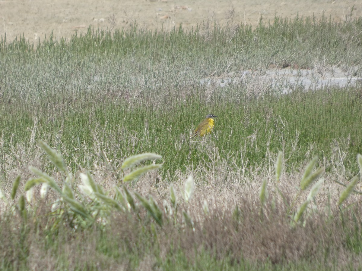 Western Yellow Wagtail - ML643079752