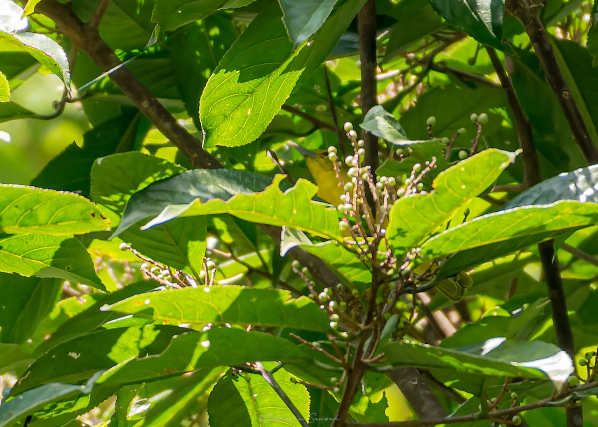 Iora de Lafresnaye - ML643079753