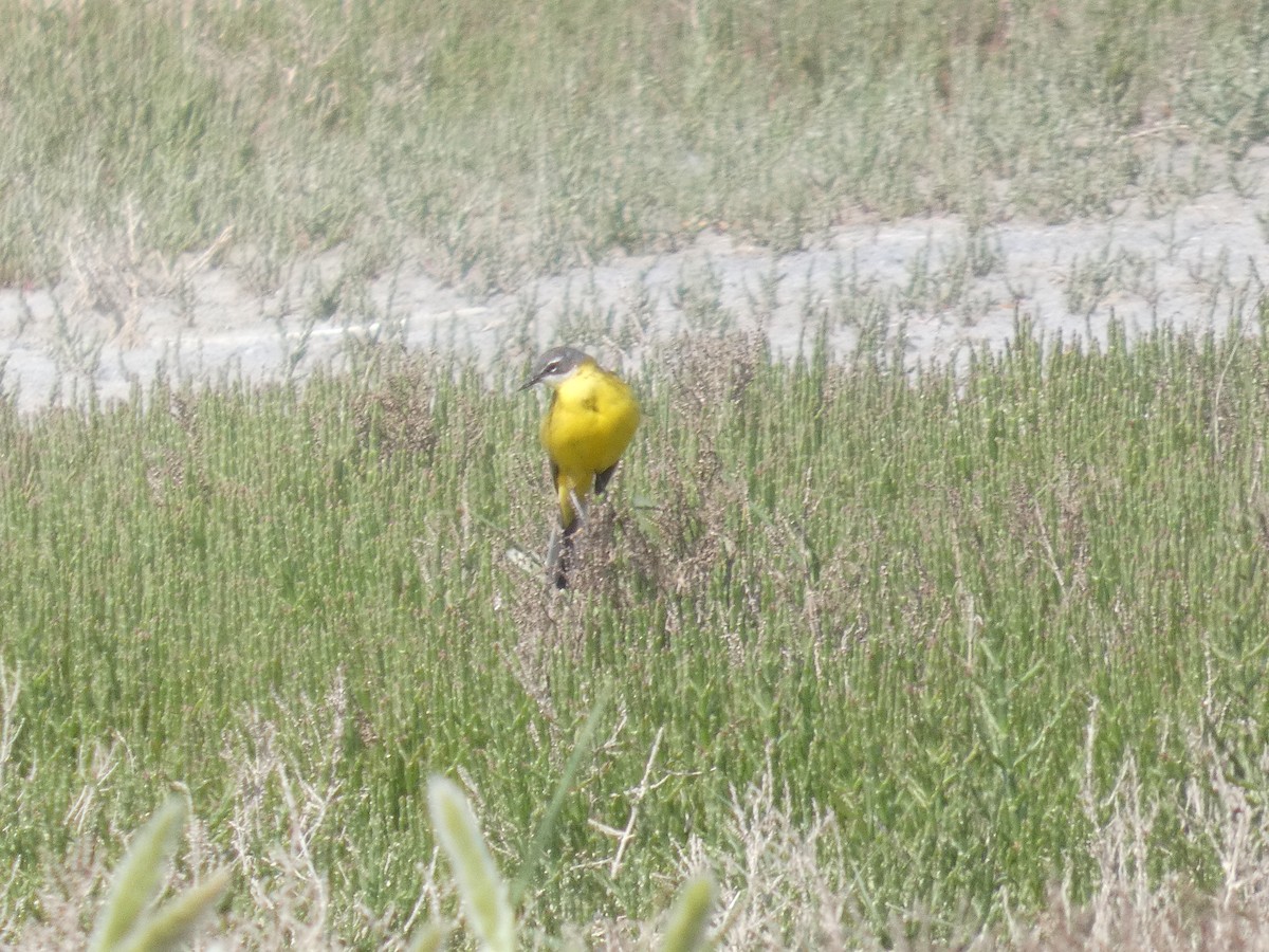 Western Yellow Wagtail - ML643079761
