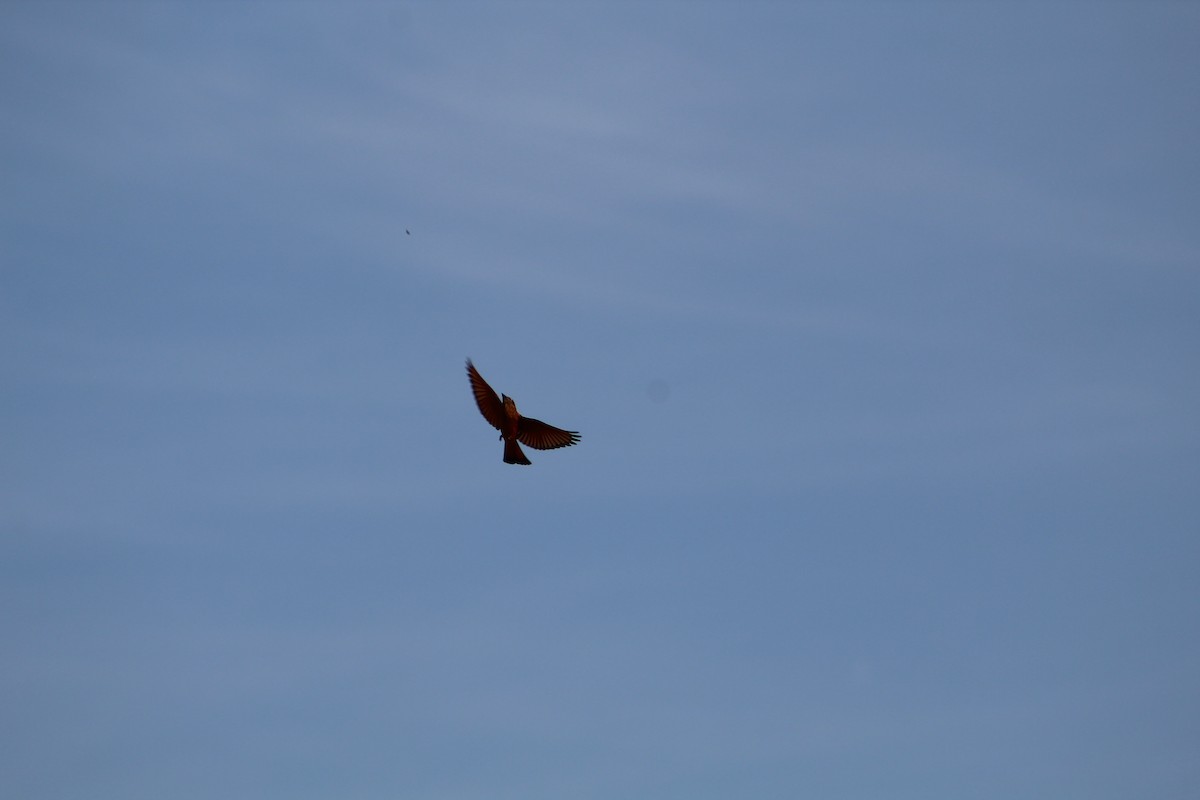 Cliff Flycatcher - ML643079763