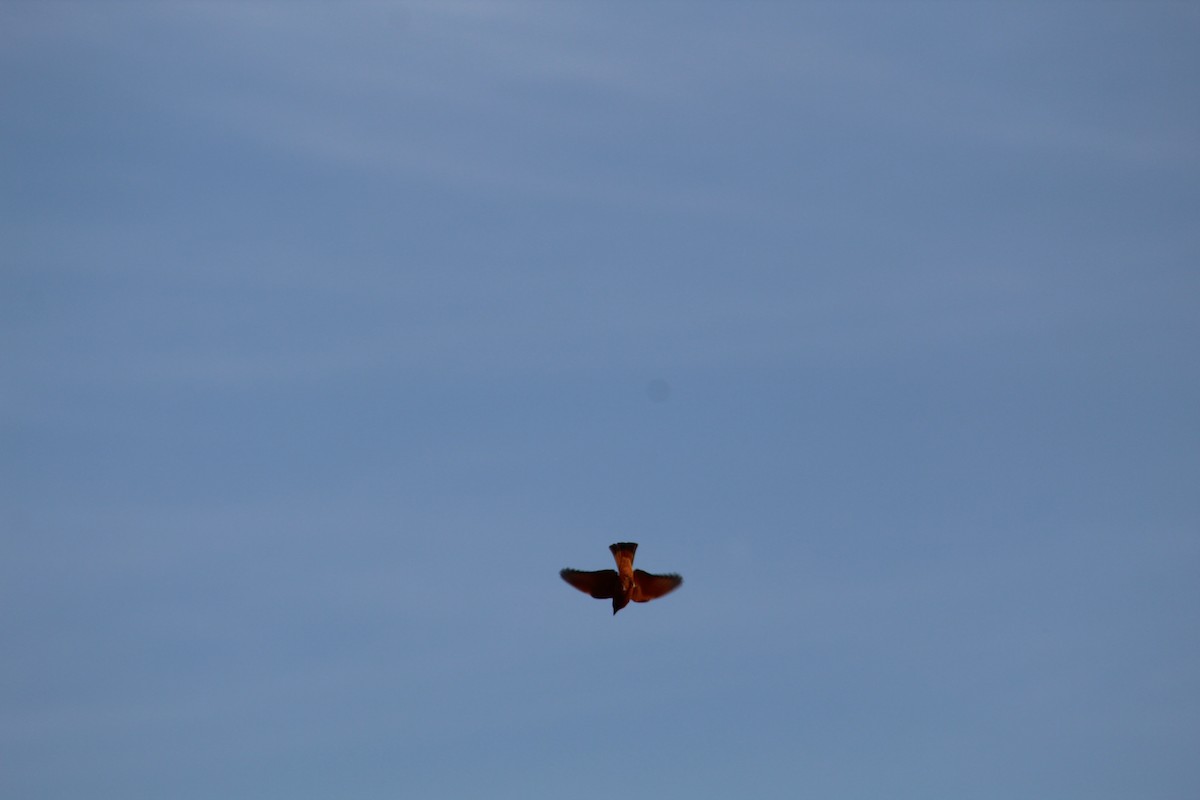 Cliff Flycatcher - ML643079764