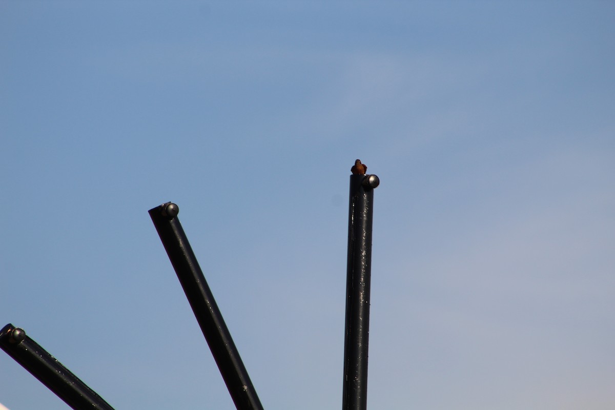 Cliff Flycatcher - ML643079765