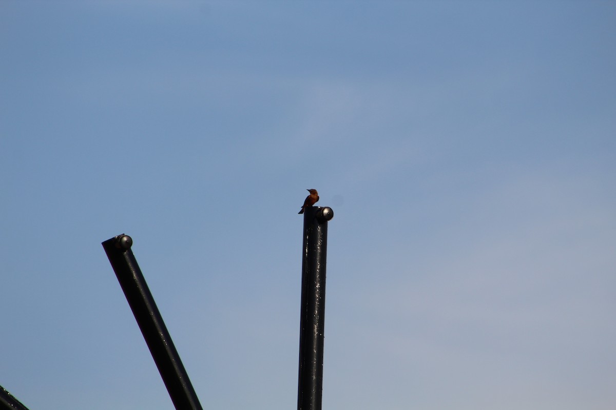 Cliff Flycatcher - ML643079766