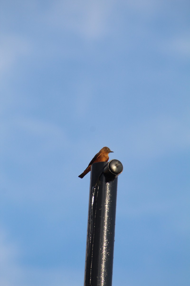 Cliff Flycatcher - ML643079767