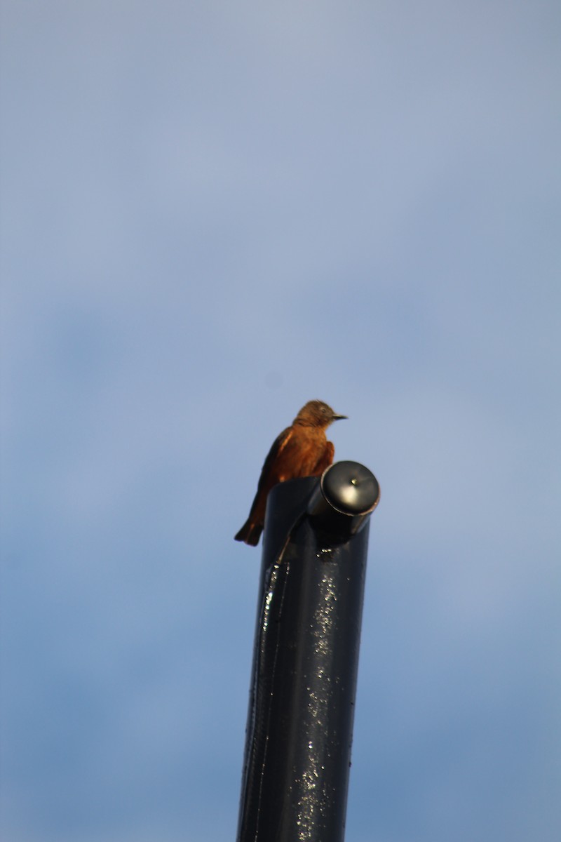 Cliff Flycatcher - ML643079768