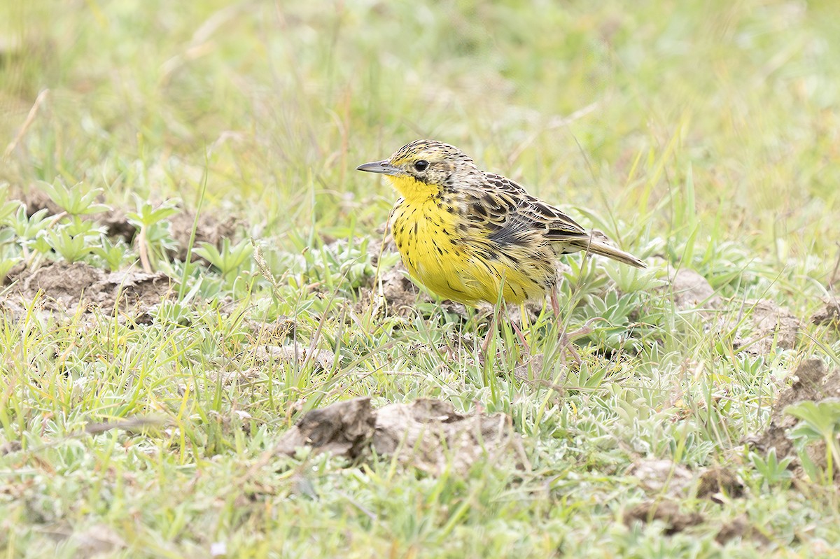 Sharpe's Longclaw - ML643079774