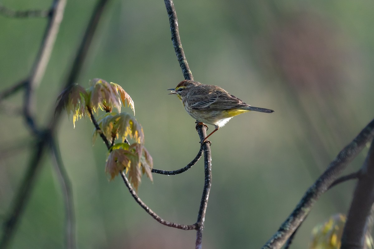 Palm Warbler - ML643079796