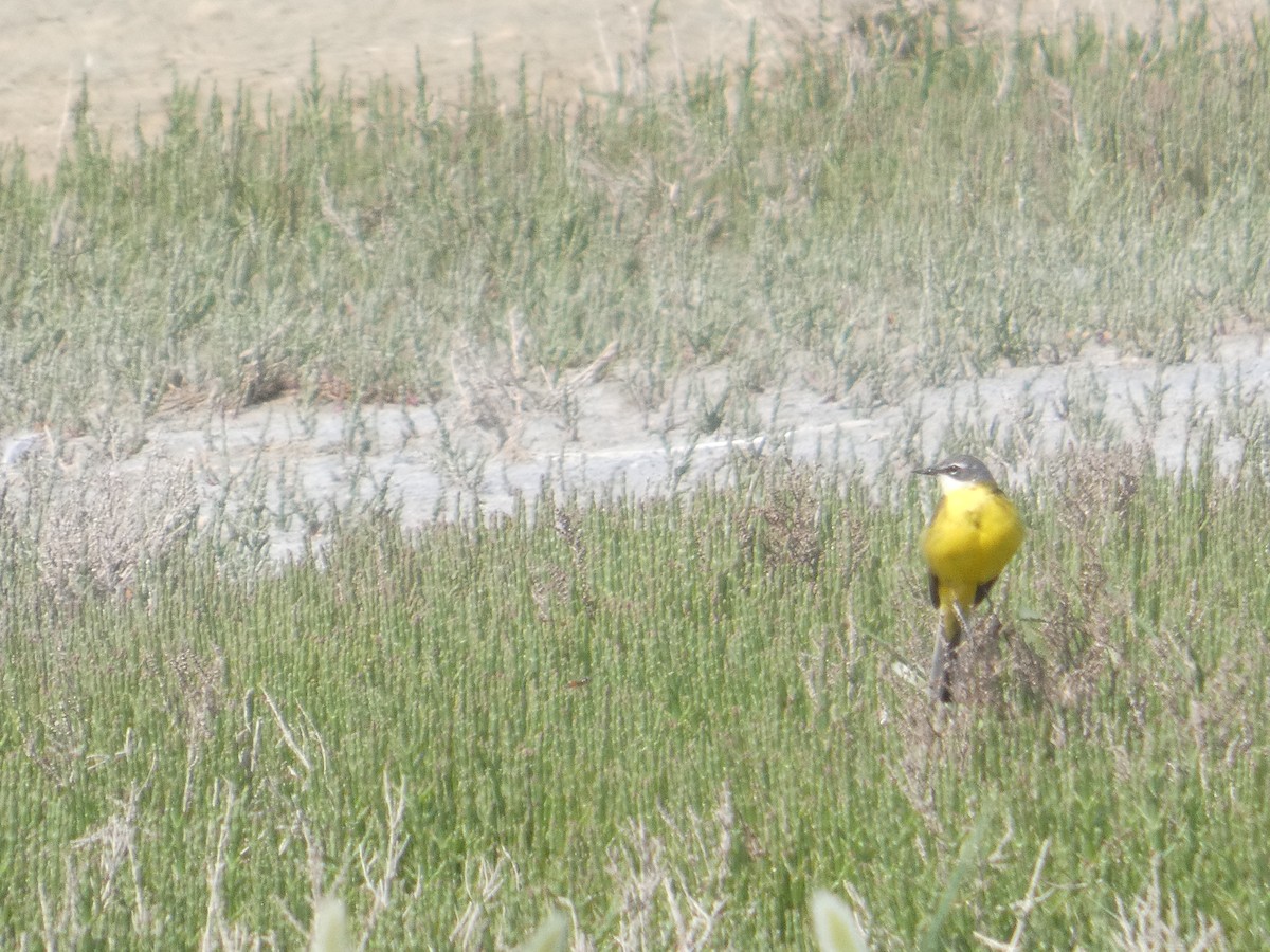 Western Yellow Wagtail - ML643079804