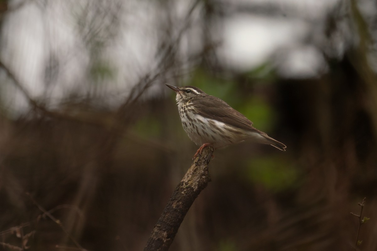 Louisiana Waterthrush - ML643079814
