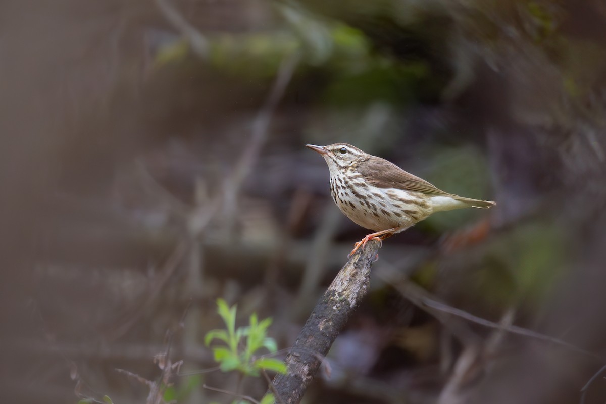 Louisiana Waterthrush - ML643079815