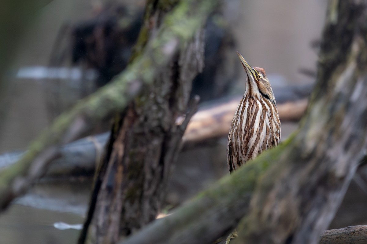 American Bittern - ML643079818