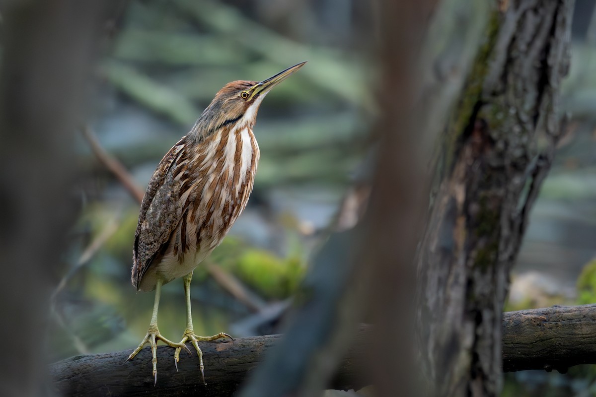 American Bittern - ML643079819