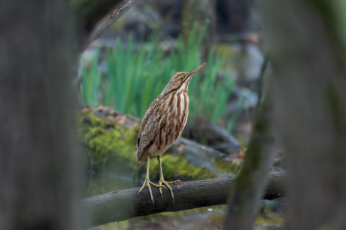 American Bittern - ML643079820
