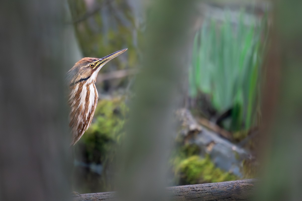 American Bittern - ML643079821