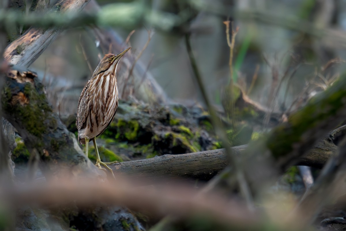 American Bittern - ML643079822