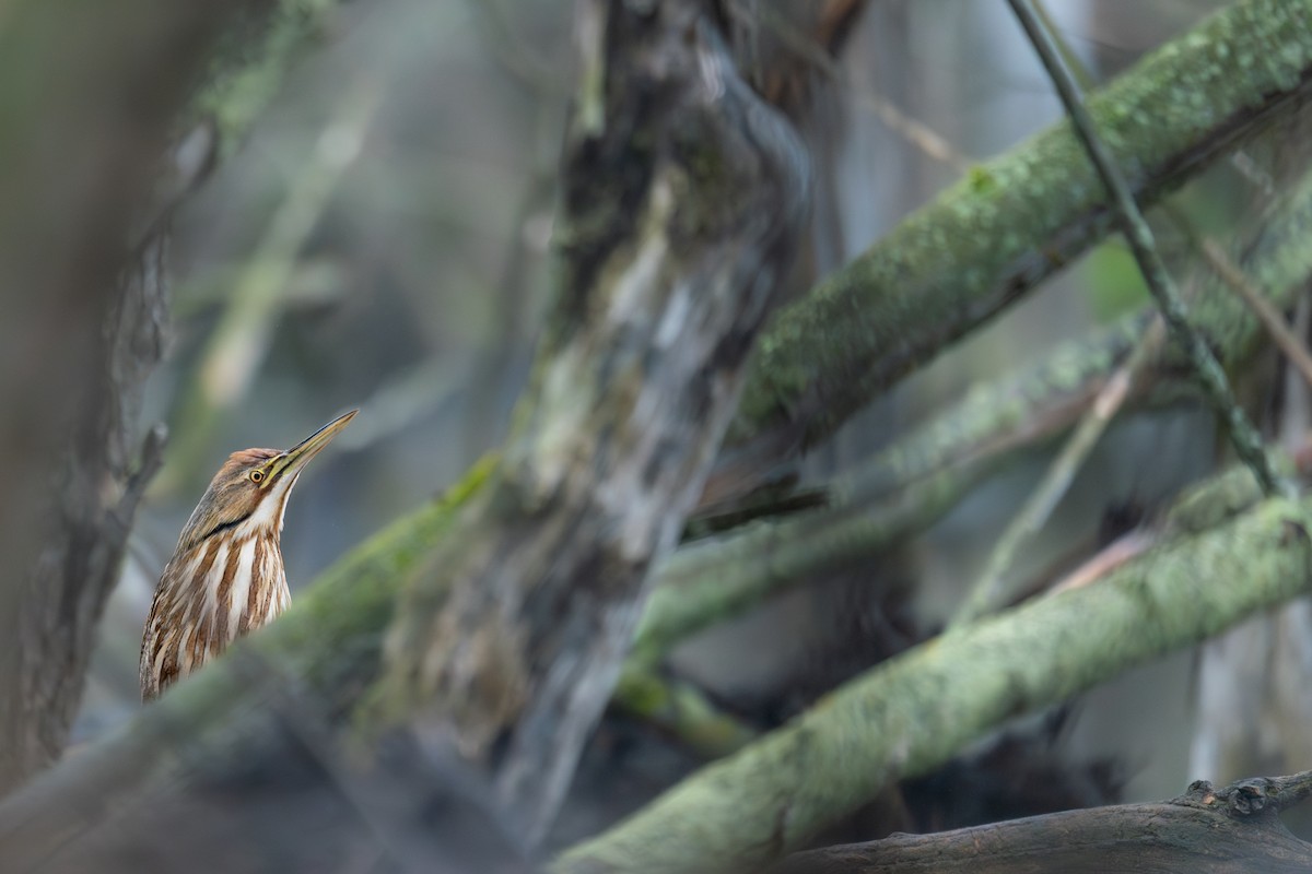 American Bittern - ML643079823