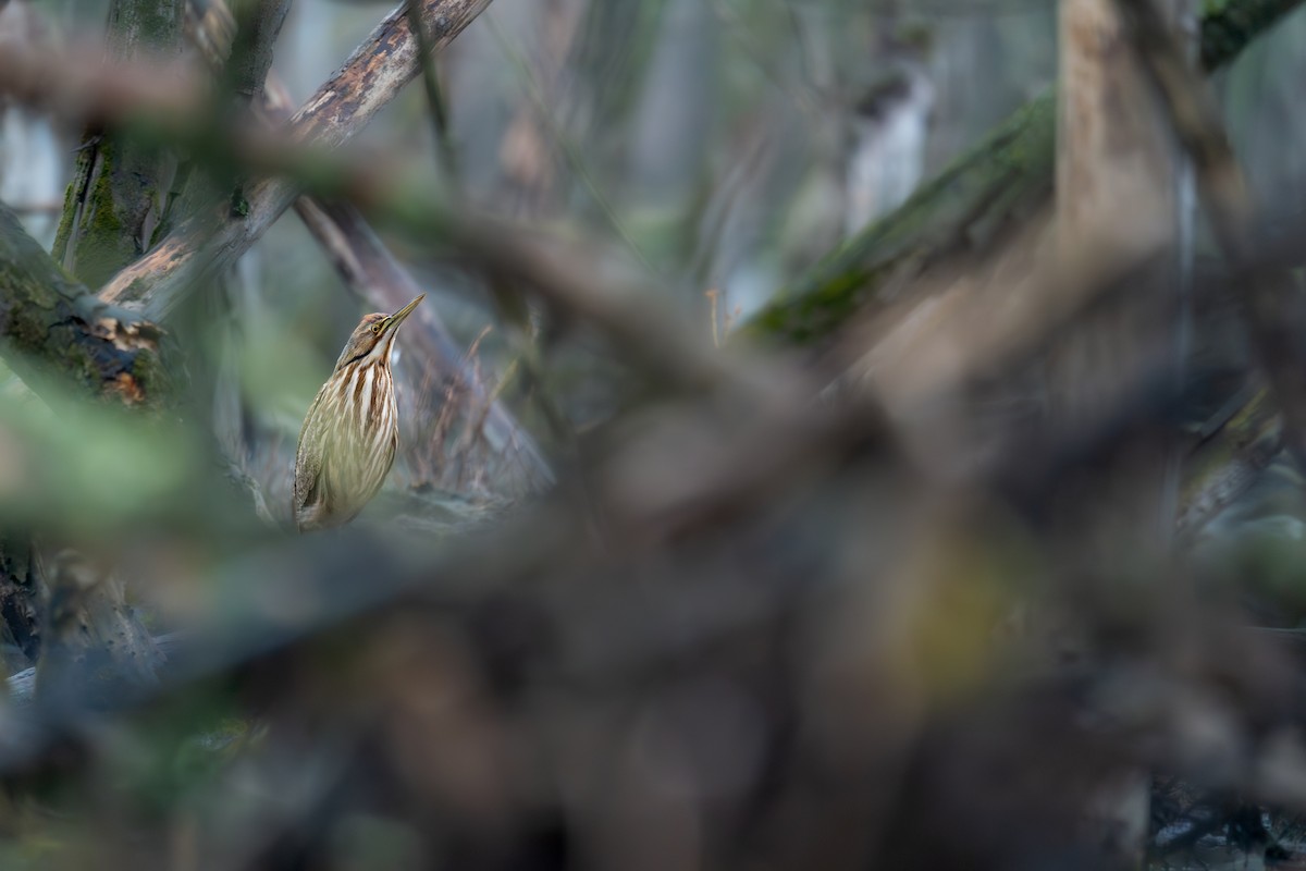 American Bittern - ML643079824
