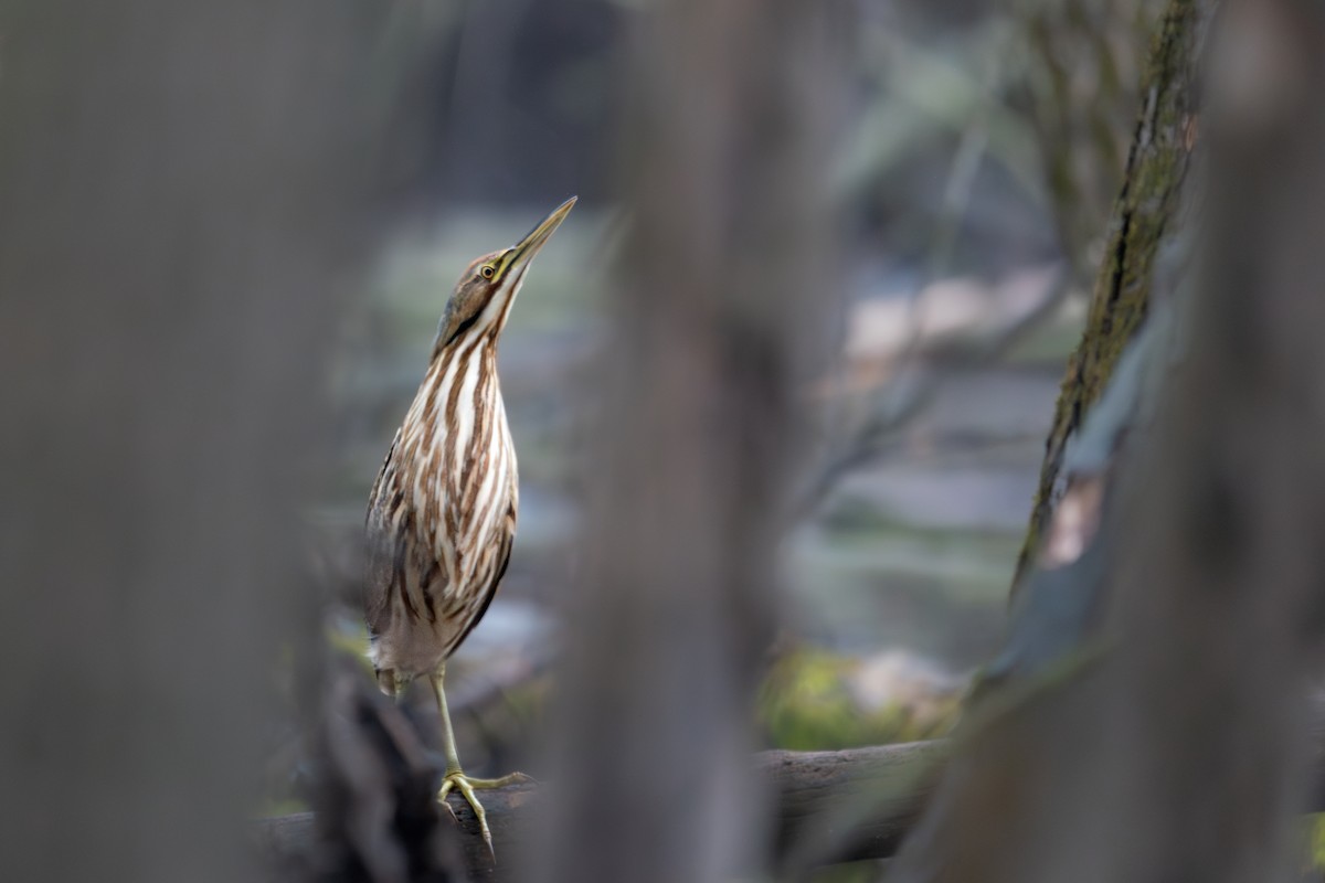 American Bittern - ML643079825