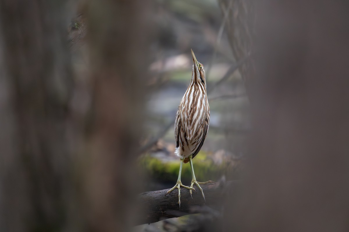 American Bittern - ML643079826