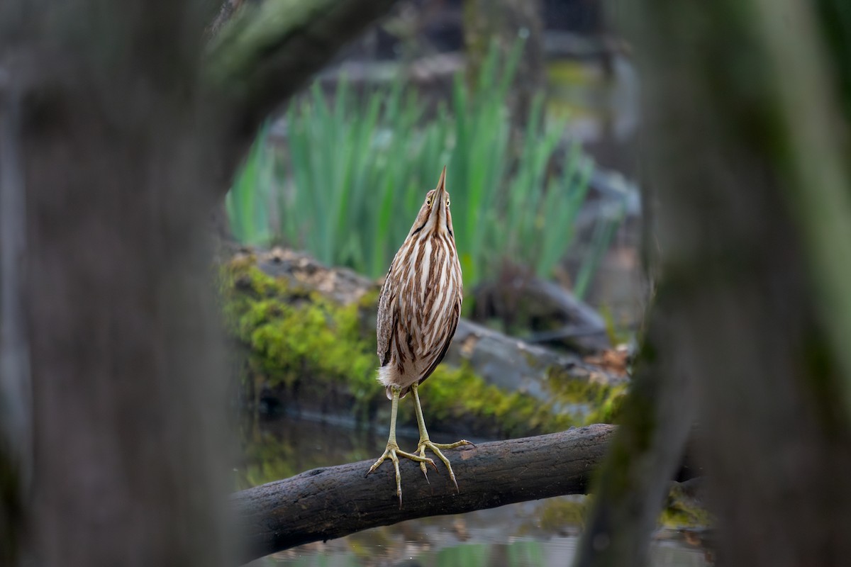 American Bittern - ML643079827