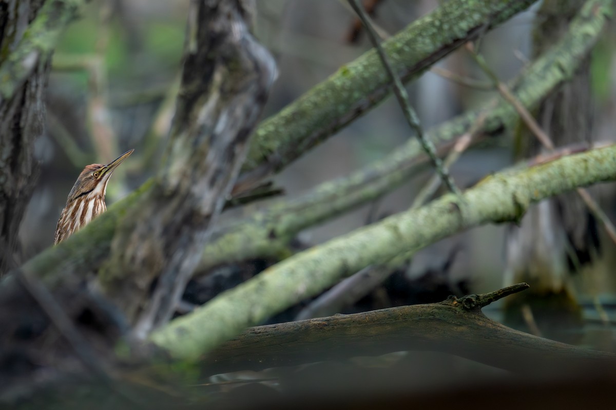 American Bittern - ML643079828